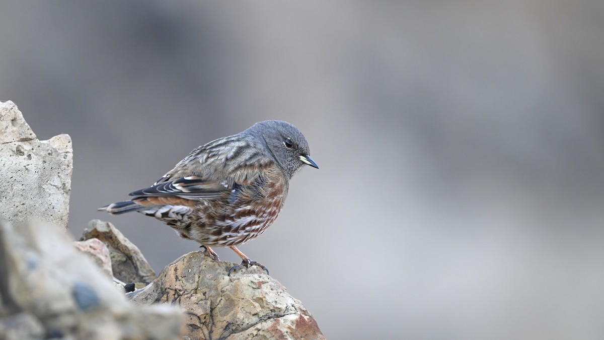 岩鷚 - ML646230219