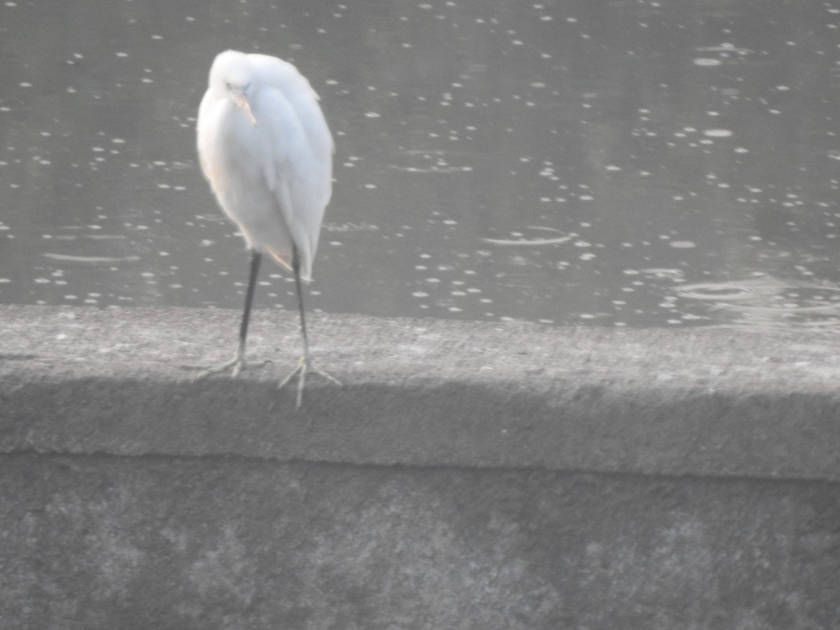 小白鷺 - ML646230220