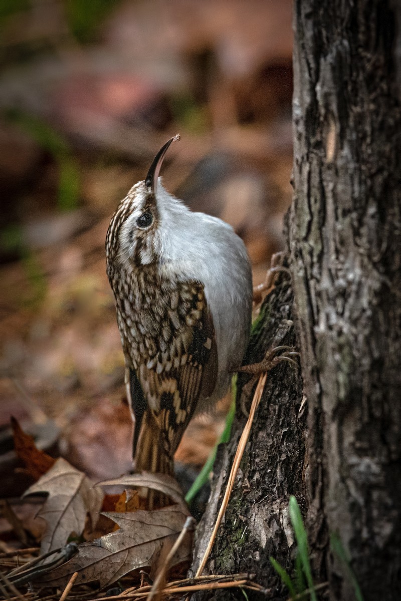 Eurasian Treecreeper - ML646230223