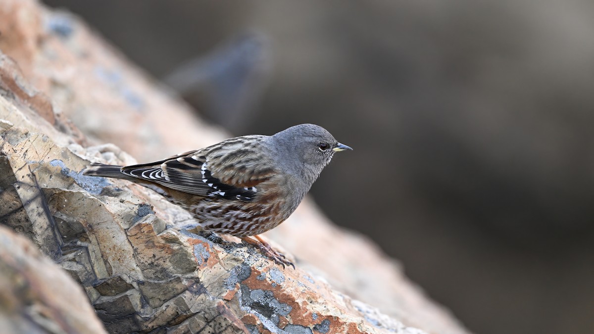 岩鷚 - ML646230226