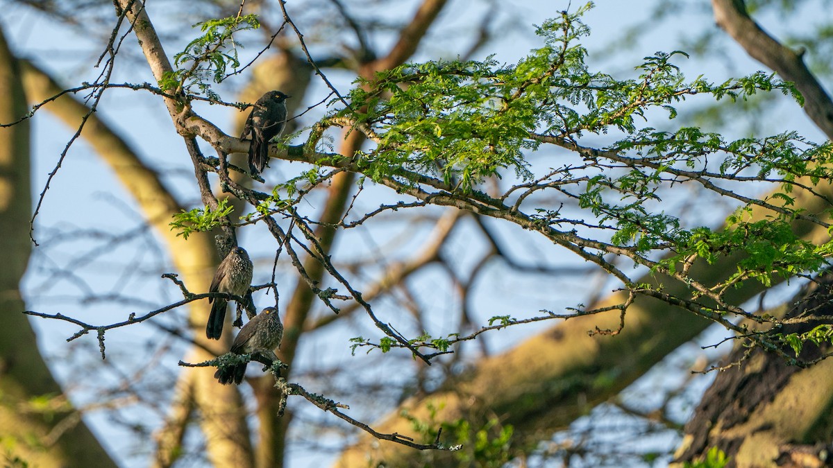 Arrow-marked Babbler - ML646230227