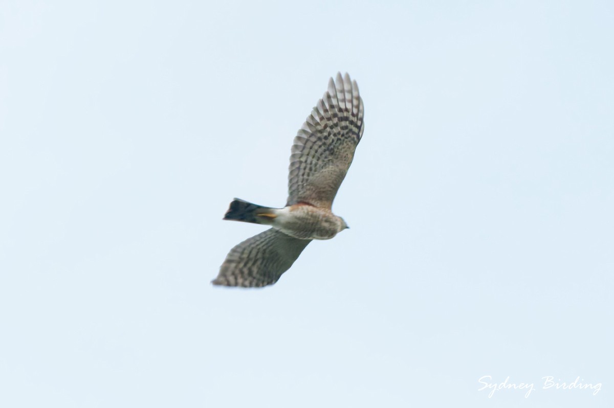 Sharp-shinned Hawk - ML646230228