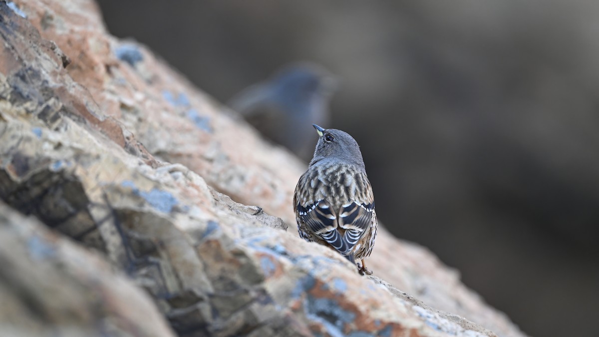 岩鷚 - ML646230229