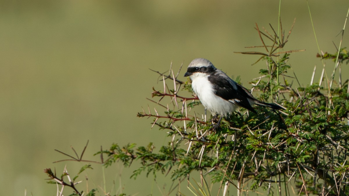 Gray-backed Fiscal - ML646230230