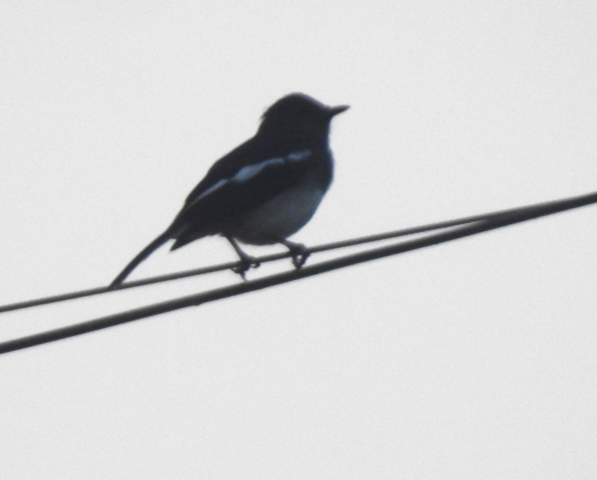 鵲鴝 - ML646230231