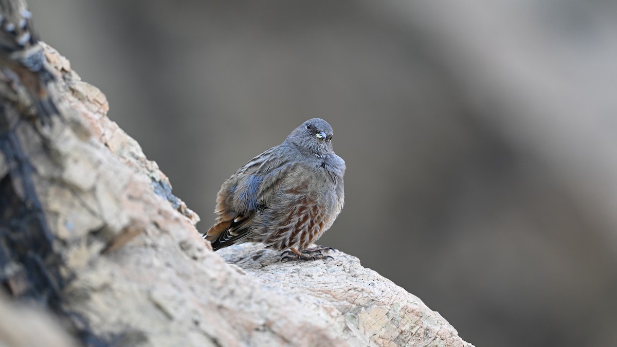 岩鷚 - ML646230232