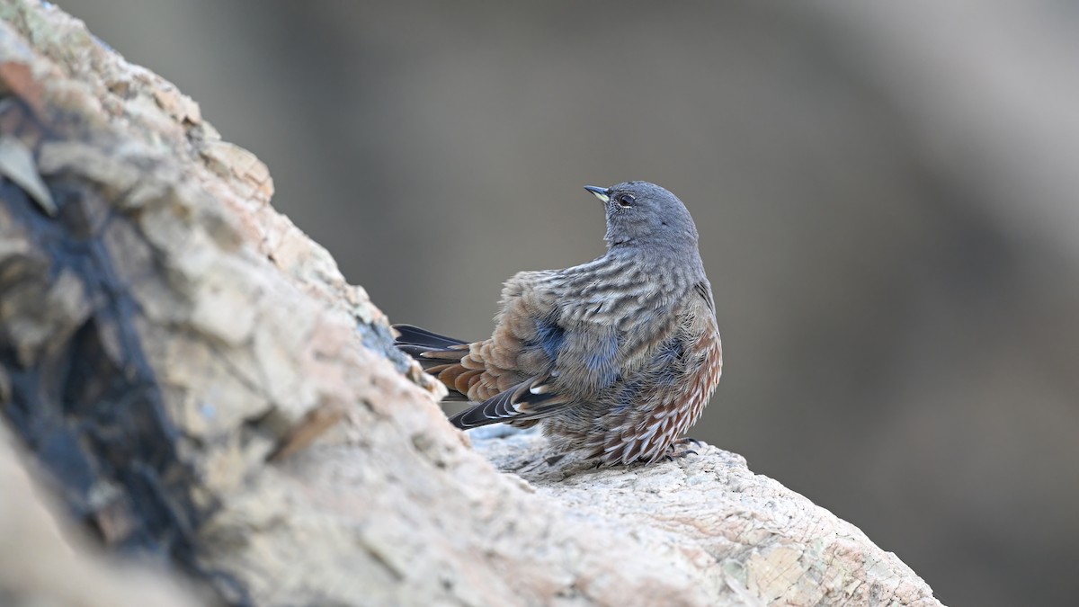 岩鷚 - ML646230233