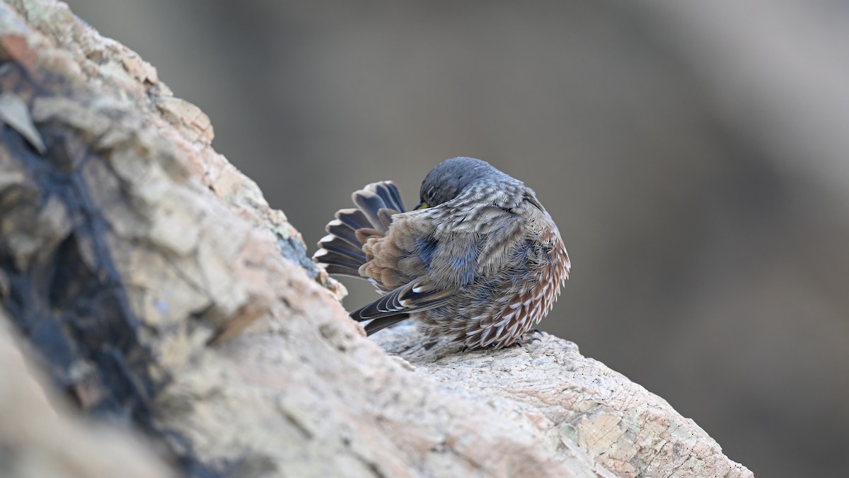 岩鷚 - ML646230234