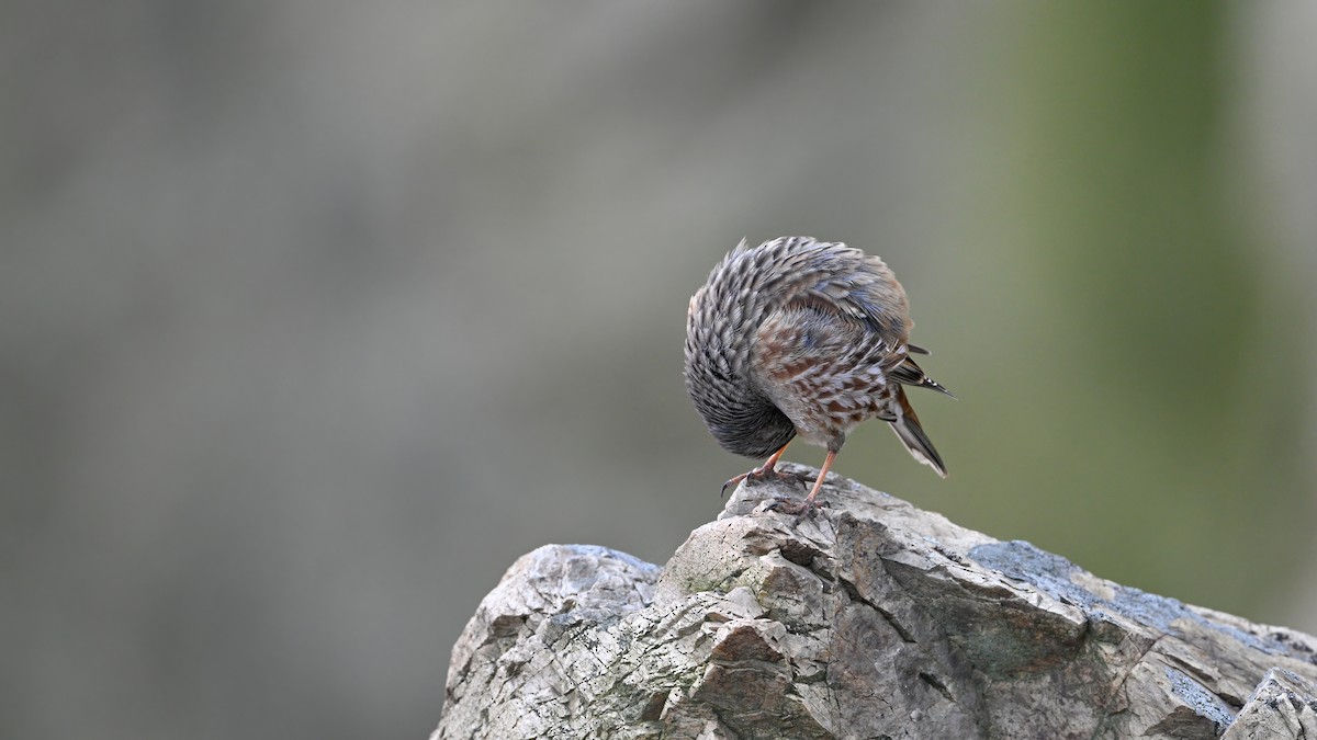 岩鷚 - ML646230235