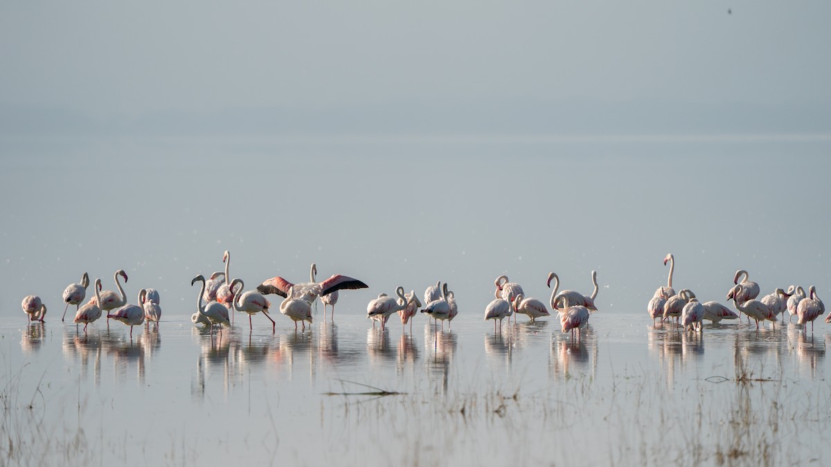 大紅鸛 - ML646230240