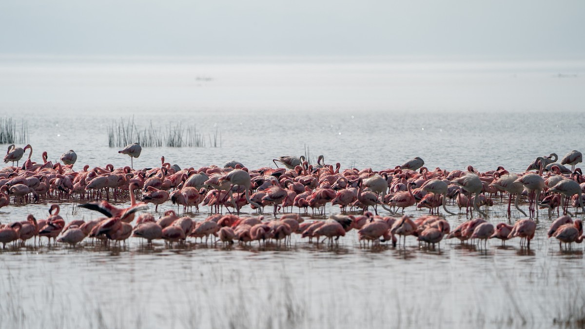 Lesser Flamingo - ML646230244