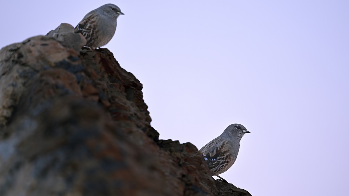 Alpine Accentor - ML646230246