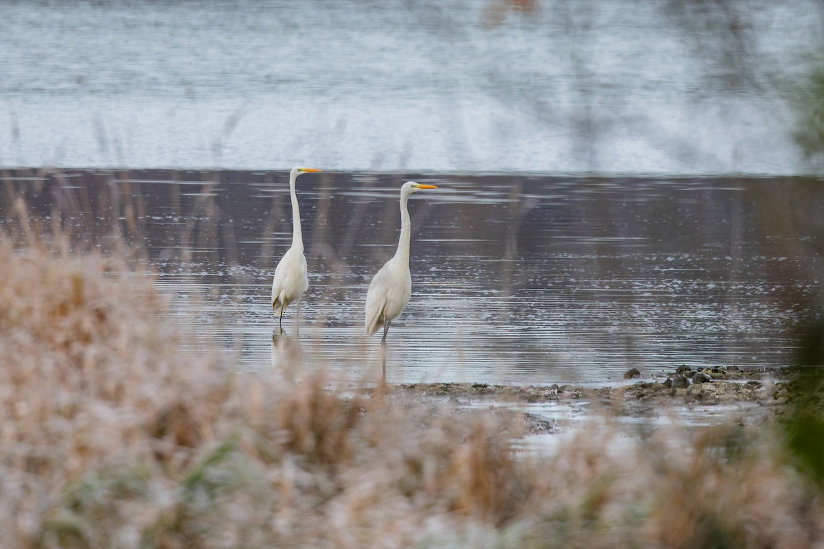 Great Egret - ML646230247