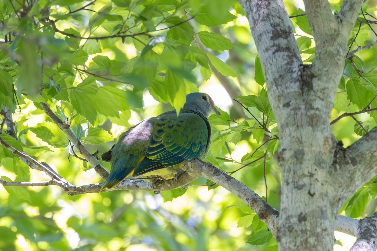 Rose-crowned Fruit-Dove - ML646230248