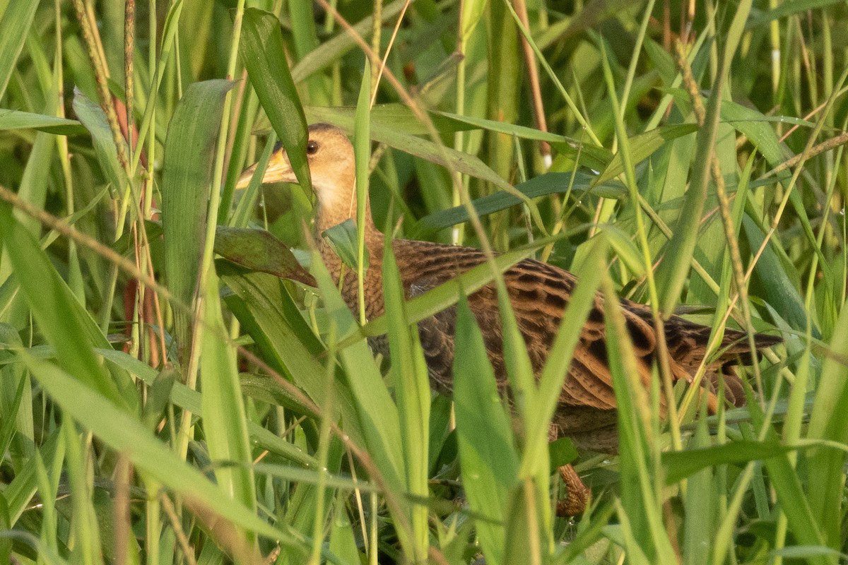 Watercock - ML646230249