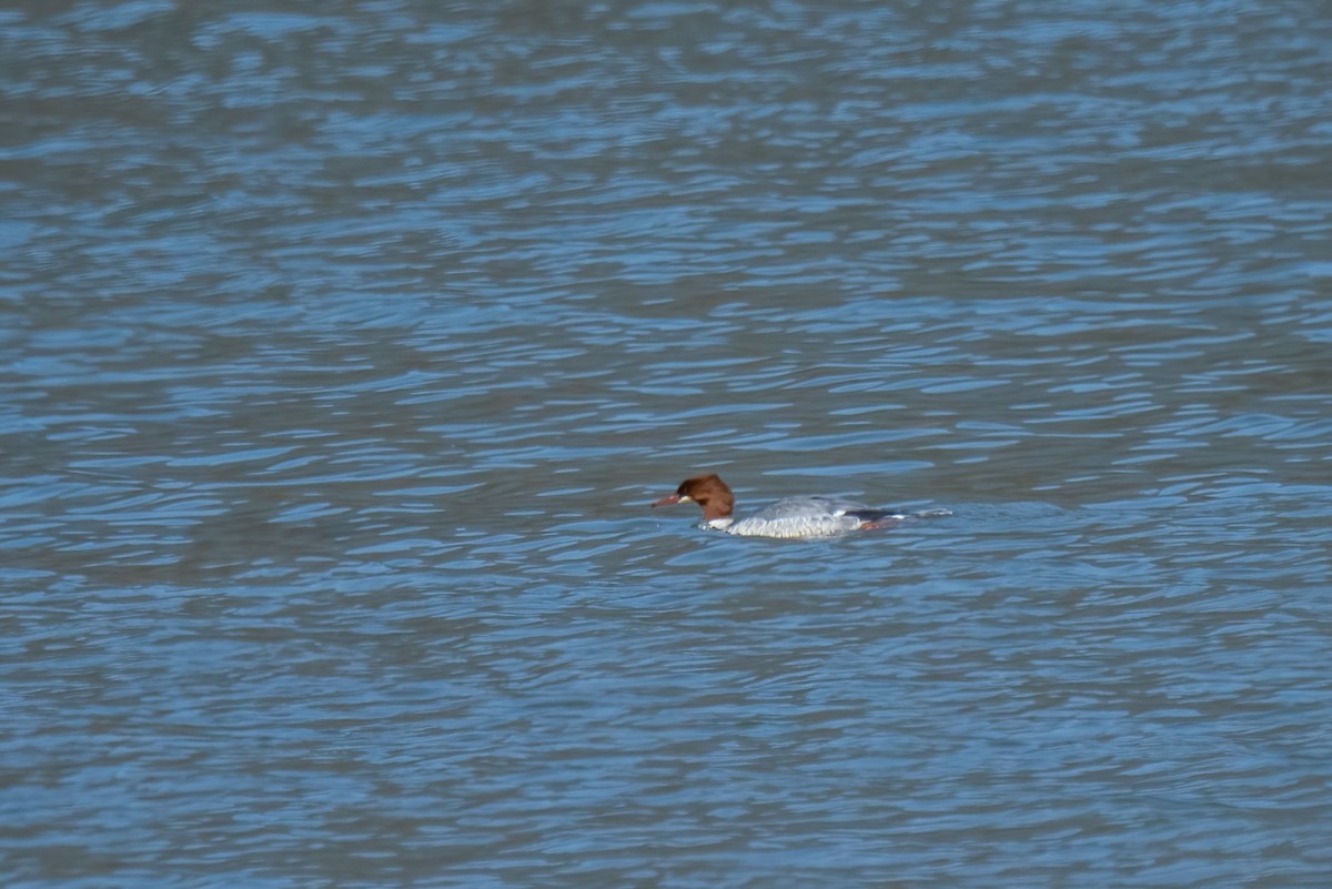 Common Merganser (Eurasian) - ML646230251
