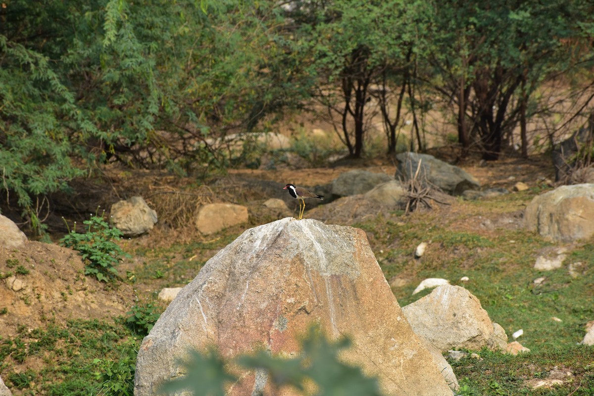 Red-wattled Lapwing - ML646230252