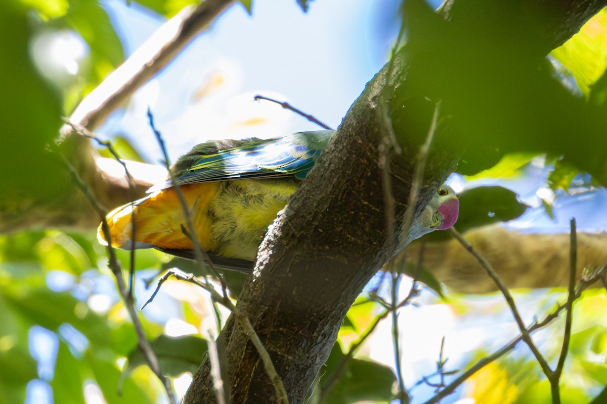 Rose-crowned Fruit-Dove - ML646230253