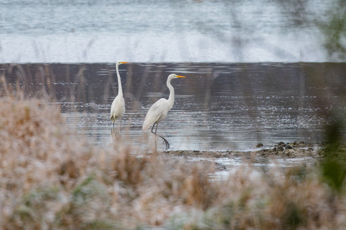 Great Egret - ML646230254