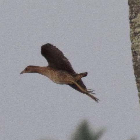 Watercock - ML646230255