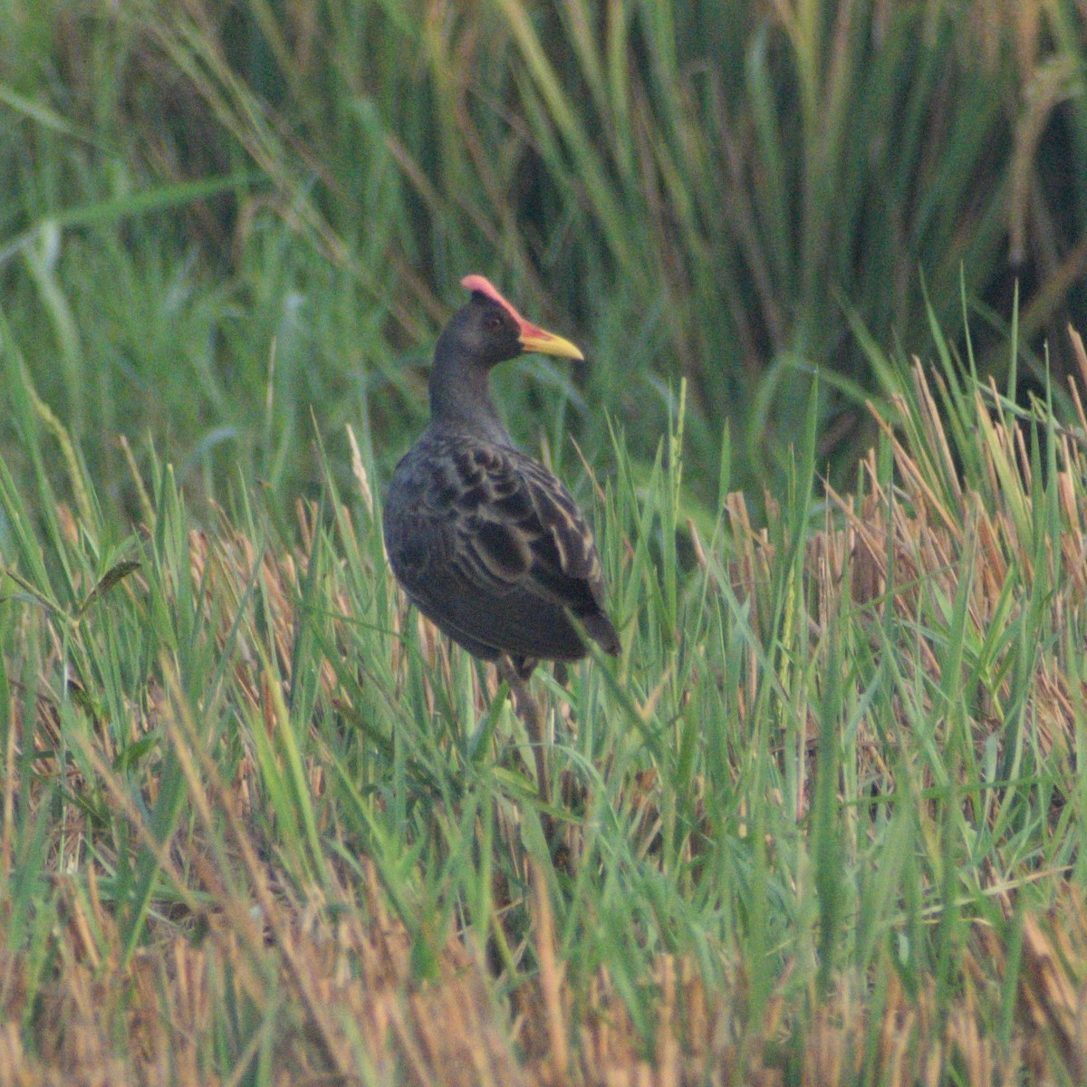 Watercock - ML646230256