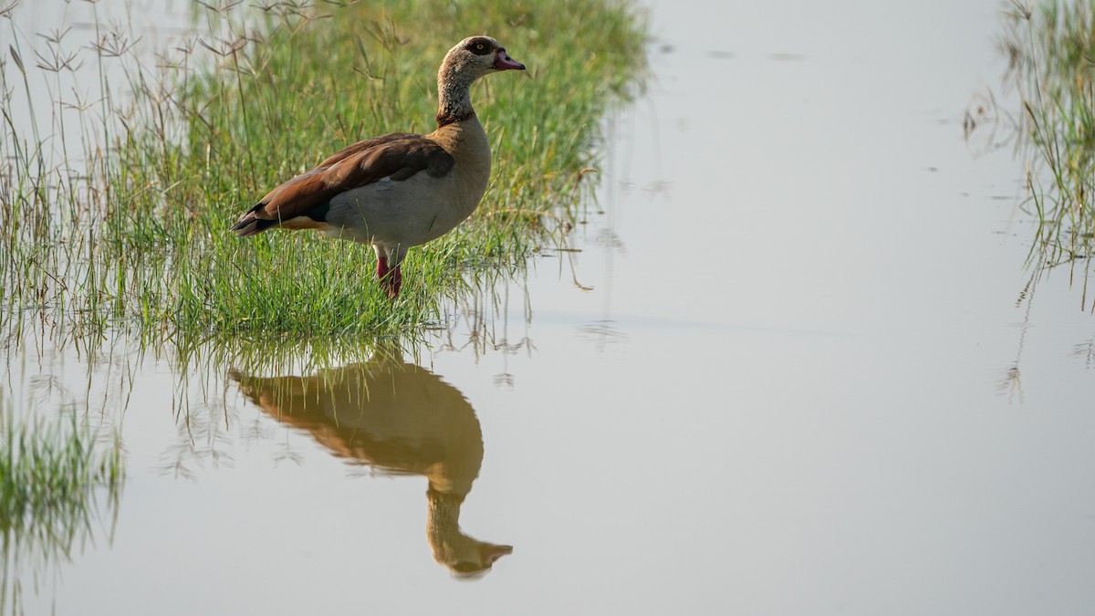 Egyptian Goose - ML646230257