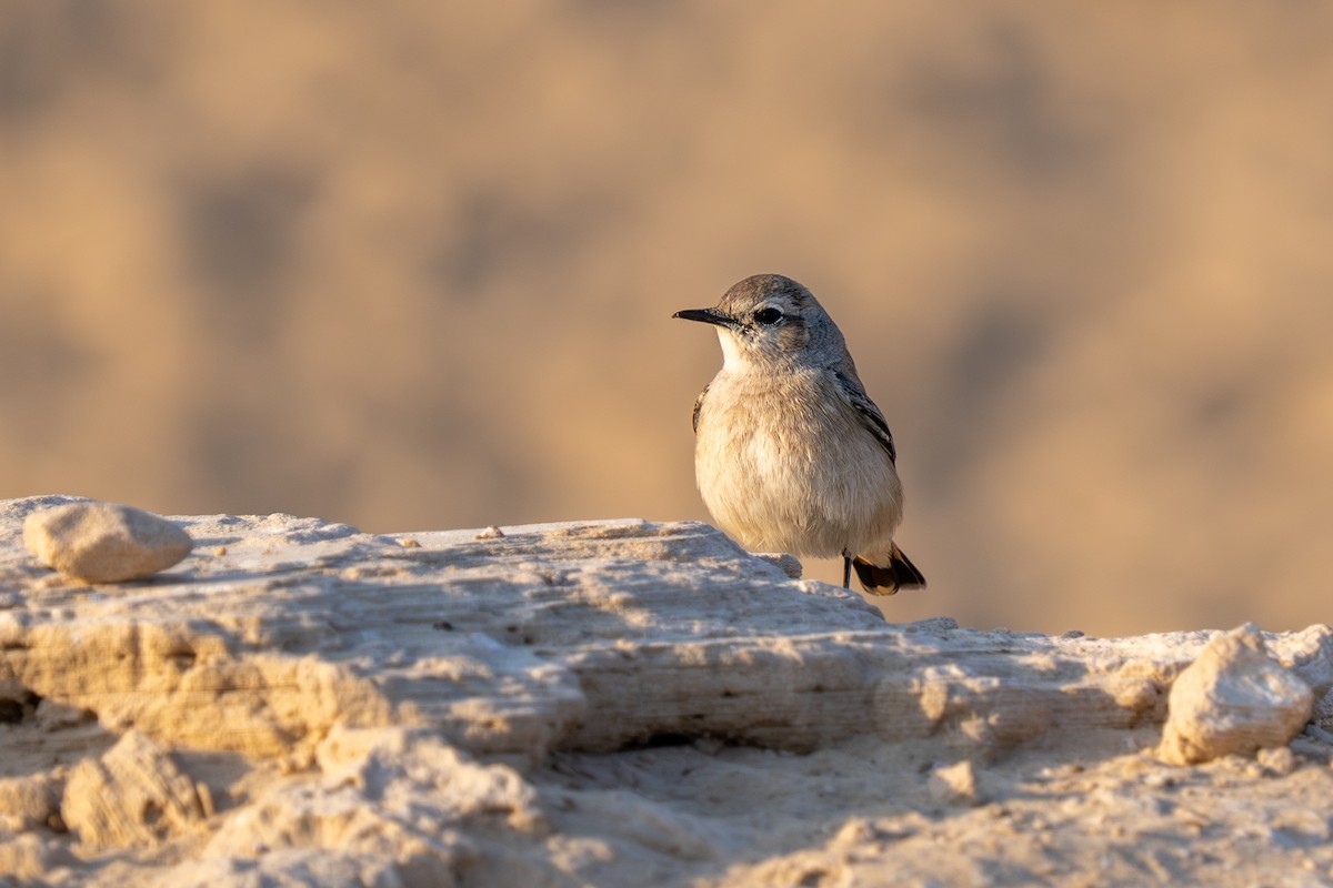 Persian Wheatear - ML646230259