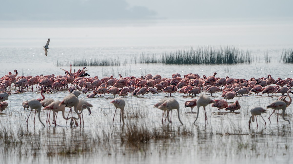 Lesser Flamingo - ML646230260