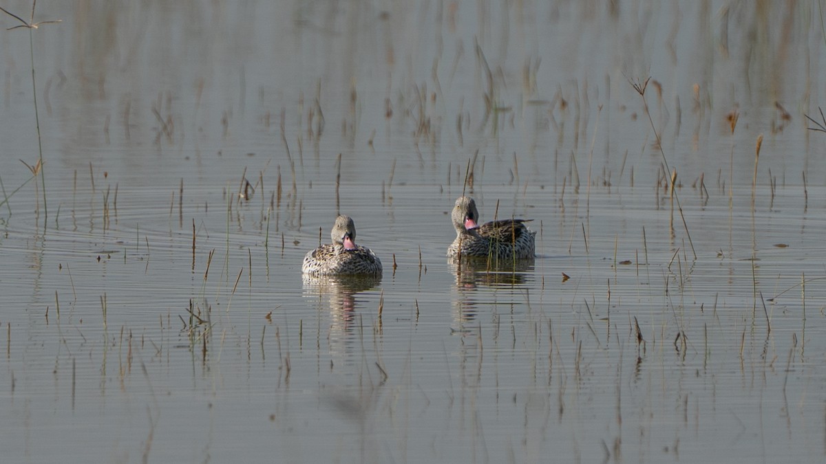 Cape Teal - ML646230262