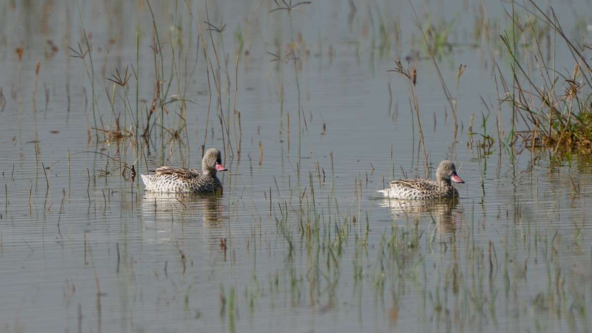 Cape Teal - ML646230263