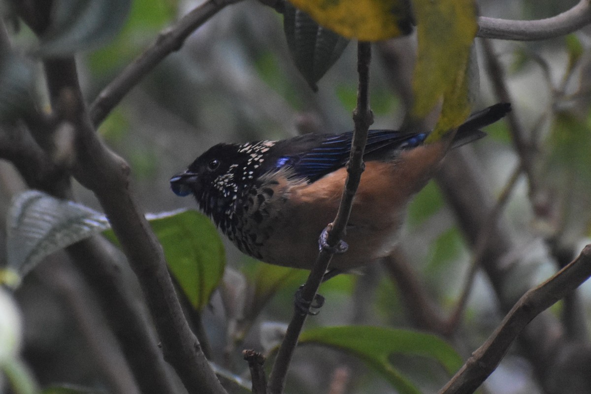 Spangle-cheeked Tanager - ML646230264