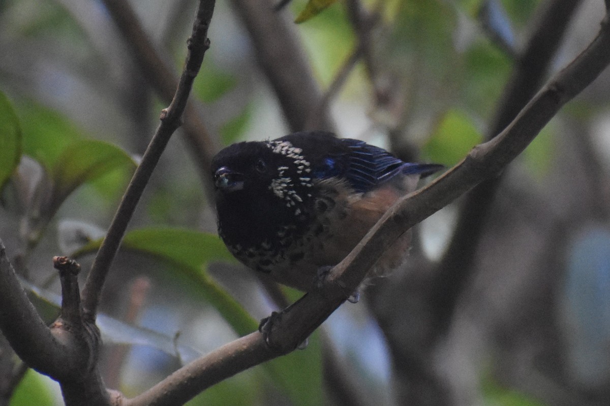 Spangle-cheeked Tanager - ML646230265