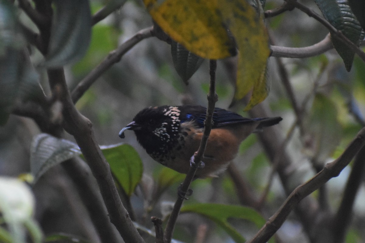 Spangle-cheeked Tanager - ML646230266
