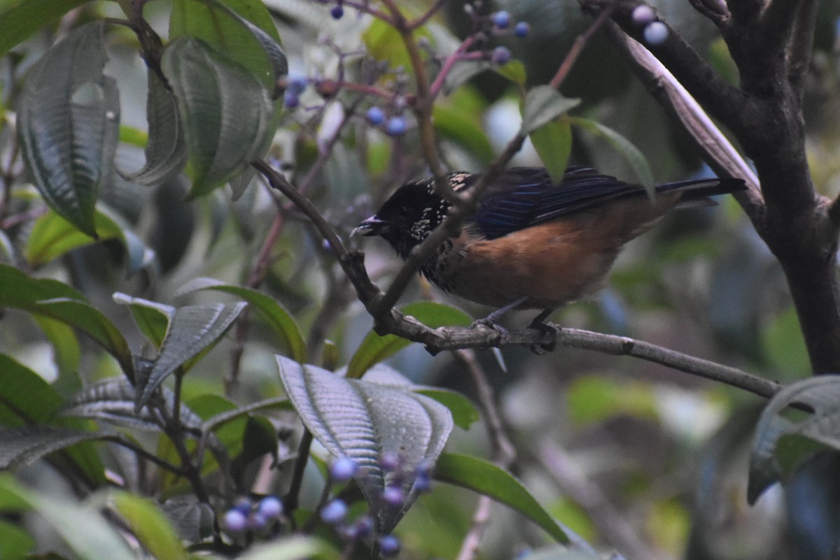 Spangle-cheeked Tanager - ML646230267