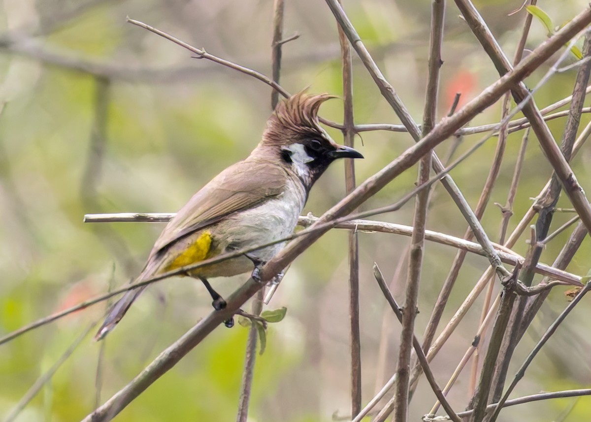Himalayan Bulbul - ML646230269