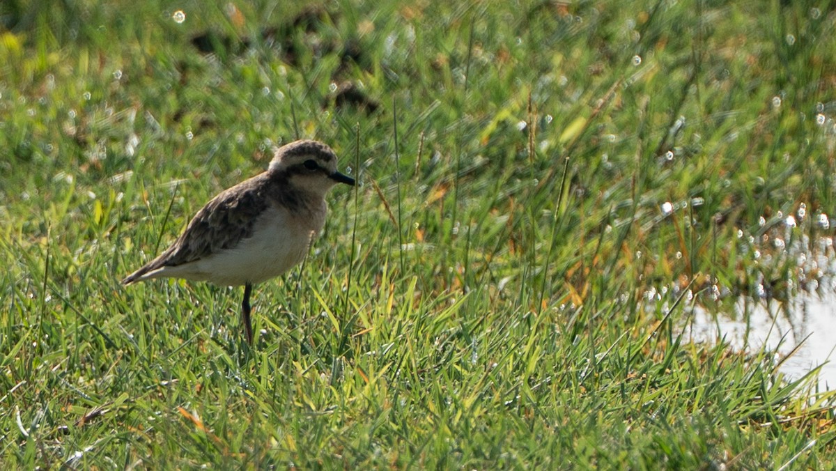 Kittlitz's Plover - ML646230271