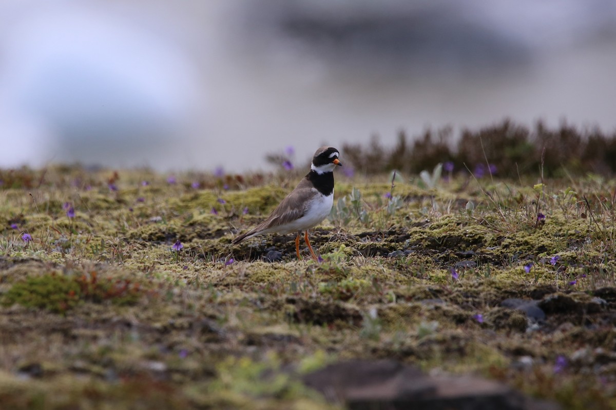 Common Ringed Plover - ML646230282