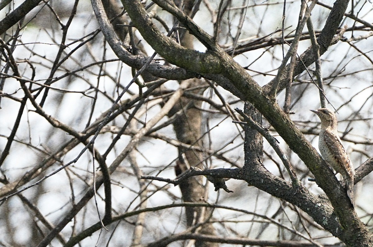 Torcecuello Euroasiático - ML646230325