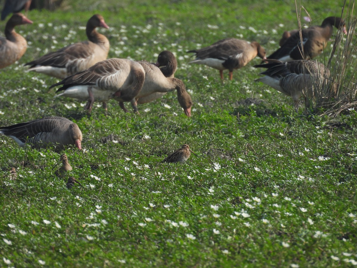 חרטומית ביצות - ML646230330