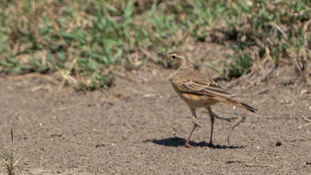 Plain-backed Pipit - ML646230334