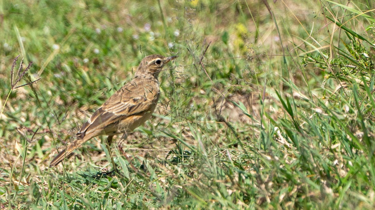 Plain-backed Pipit - ML646230335