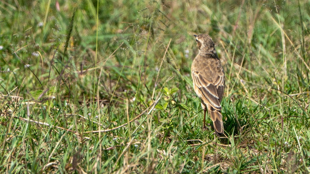 Plain-backed Pipit - ML646230336