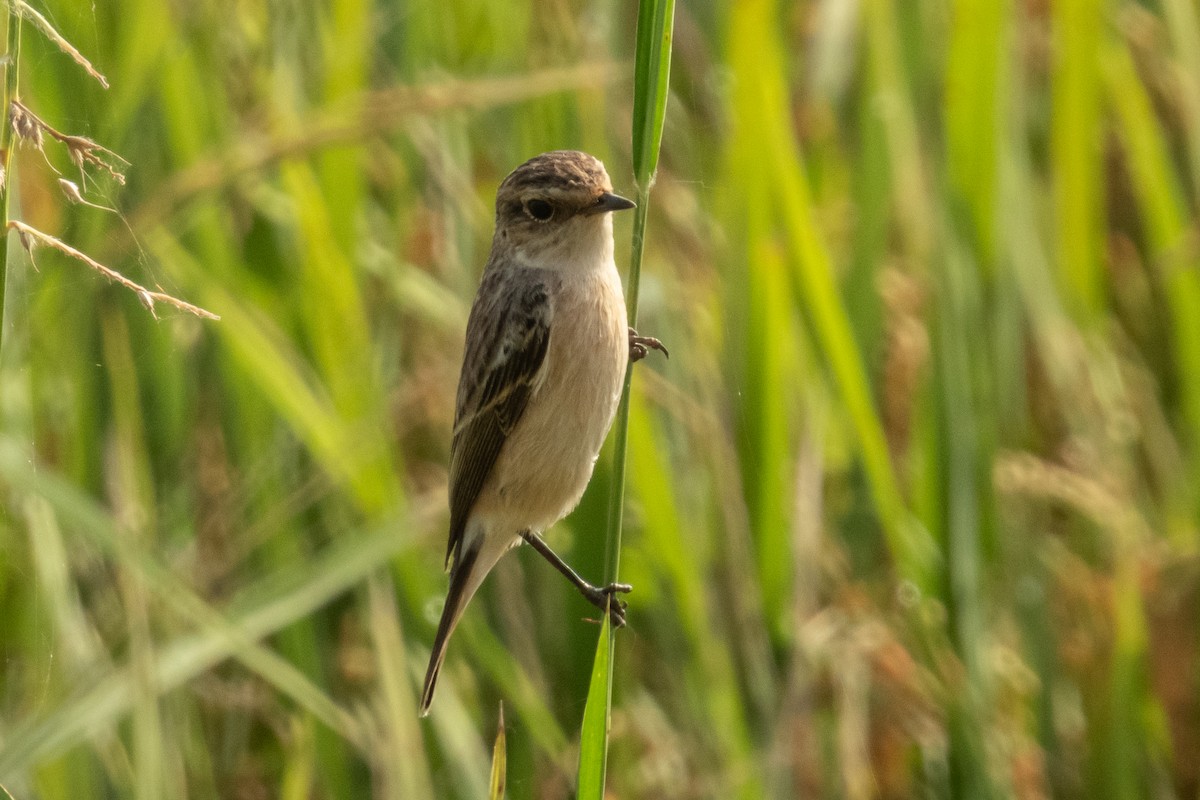 Siberian Stonechat - ML646230339
