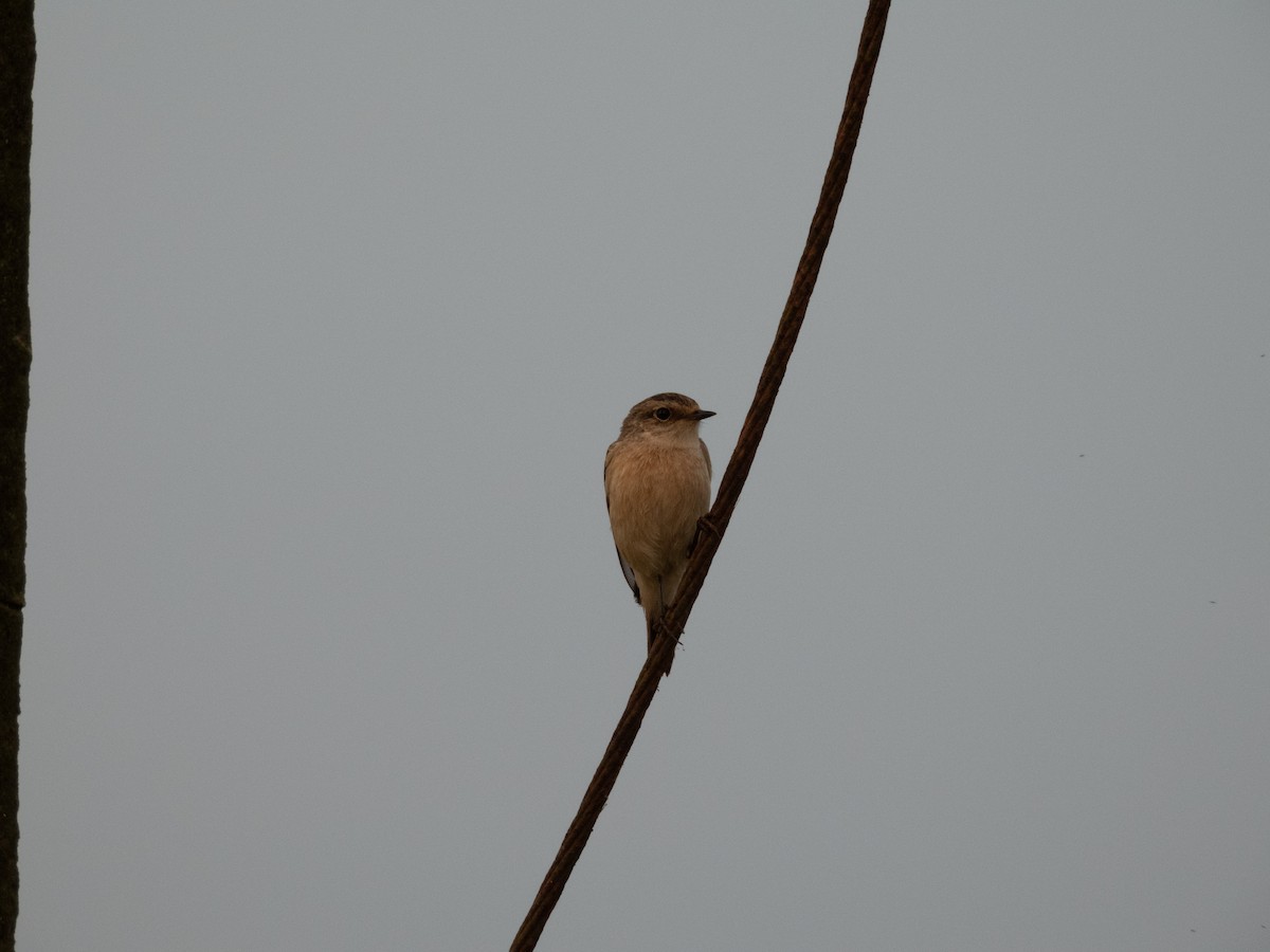 Siberian Stonechat - ML646230340