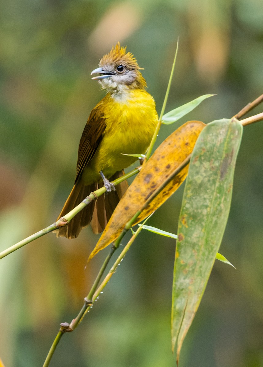 Bulbul flavéole - ML646230341