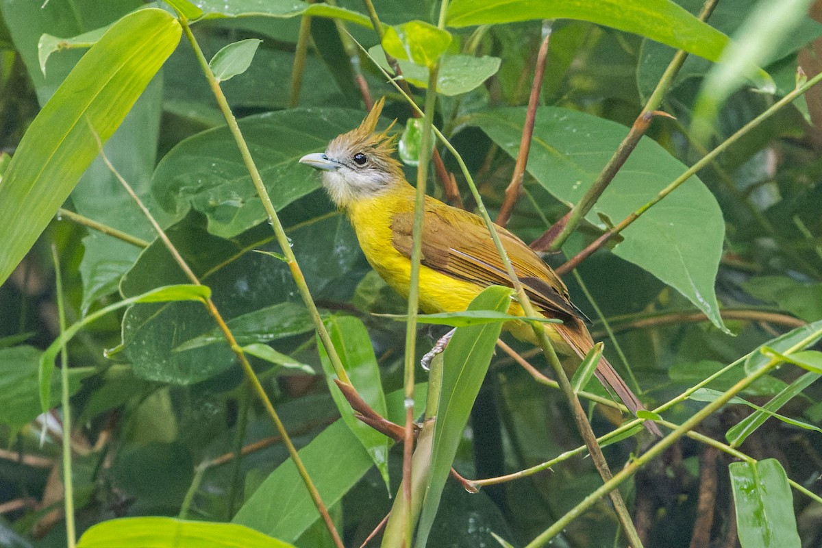 Bulbul flavéole - ML646230342