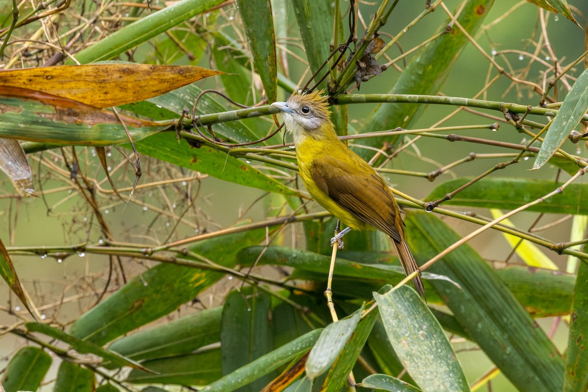 Bulbul flavéole - ML646230343