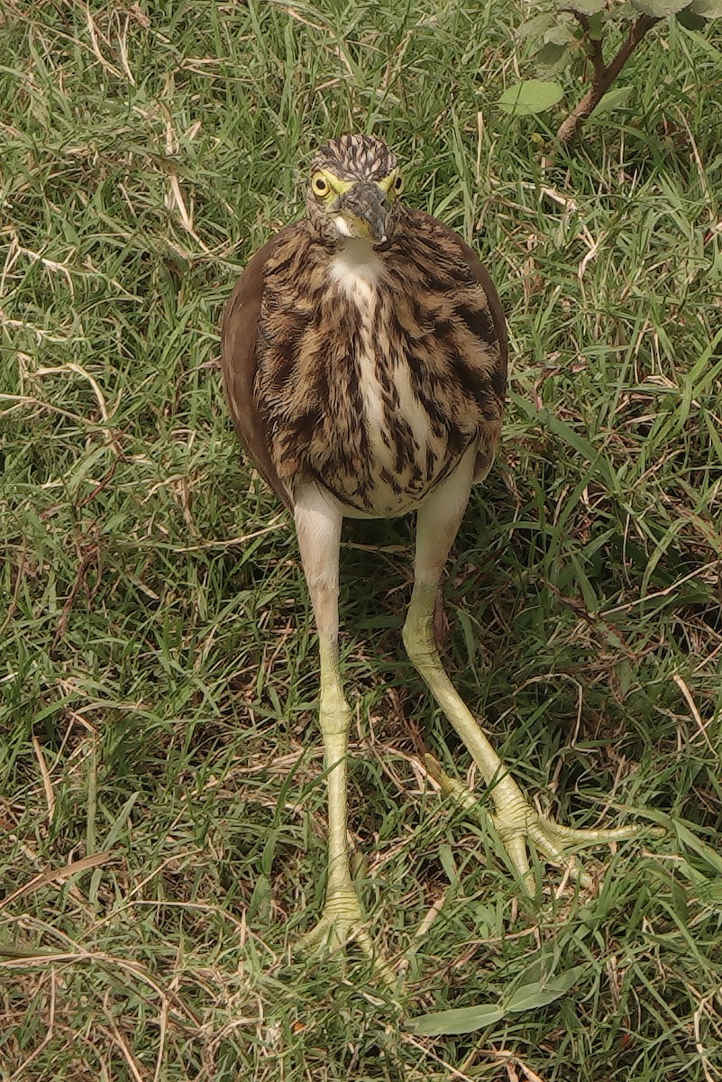 Hint Alaca Balıkçılı - ML646230349