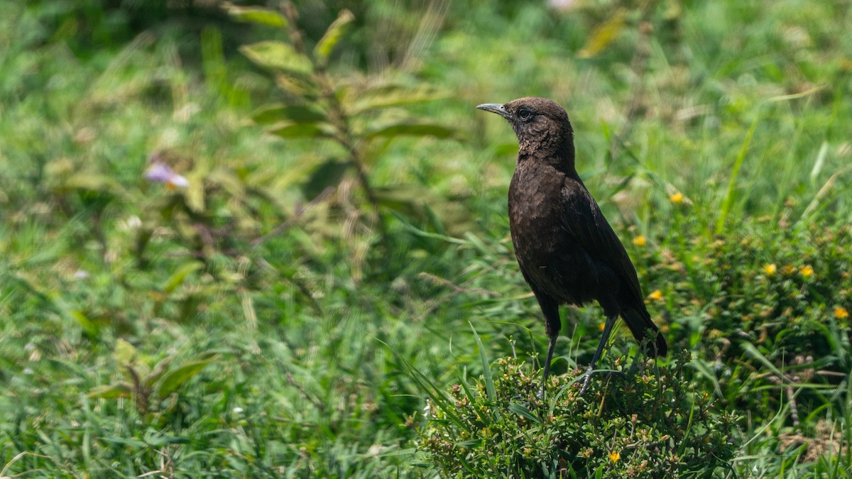 アリヒタキ - ML646230350