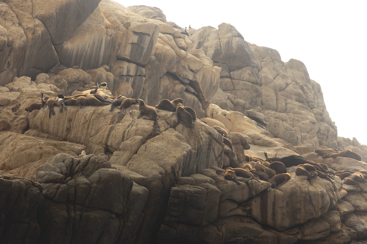 South American Sea Lion - ML646230352